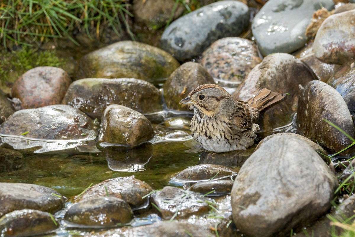 Lincoln's Sparrow - Ric mcarthur