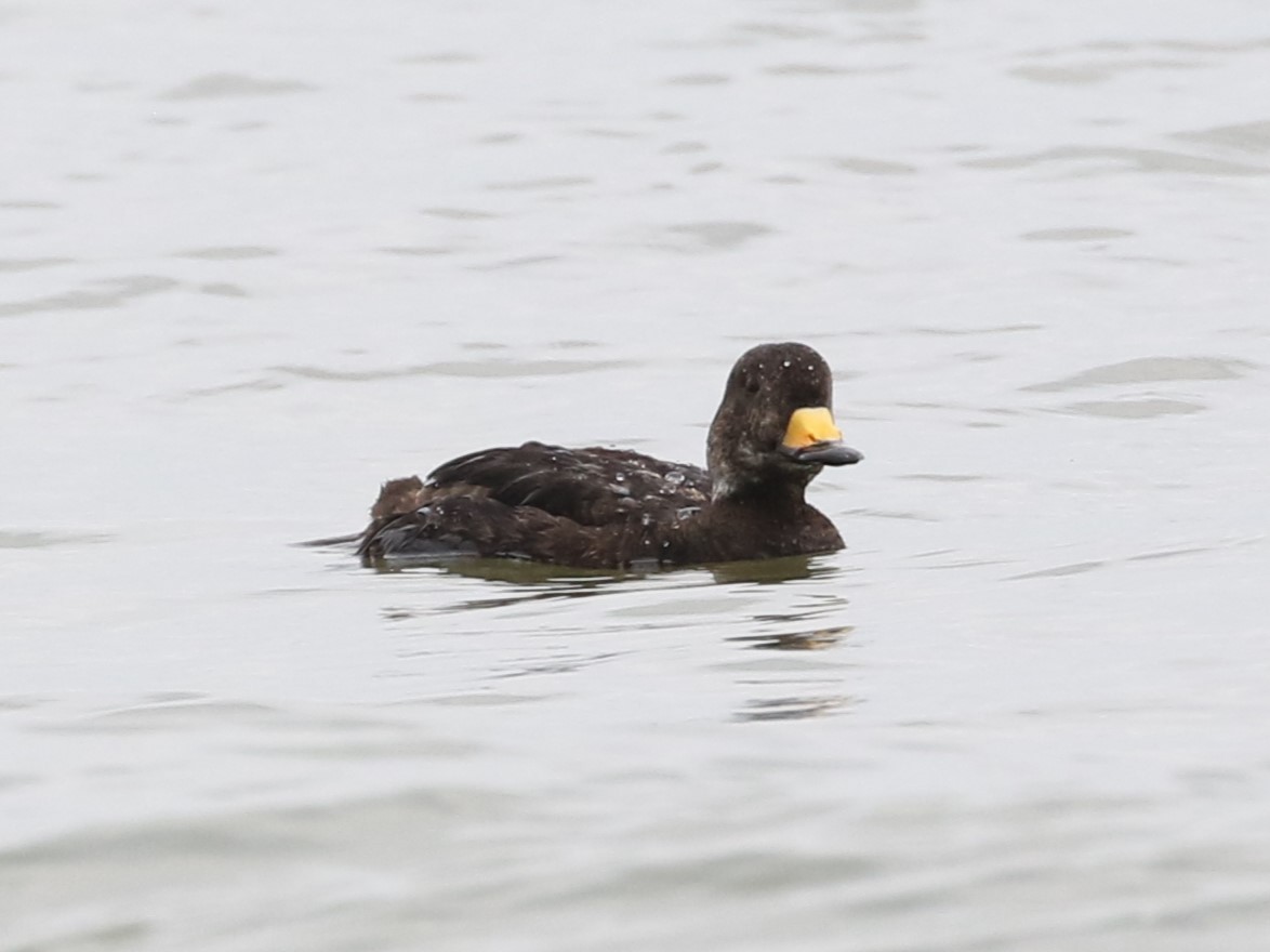 Black Scoter - ML618789986