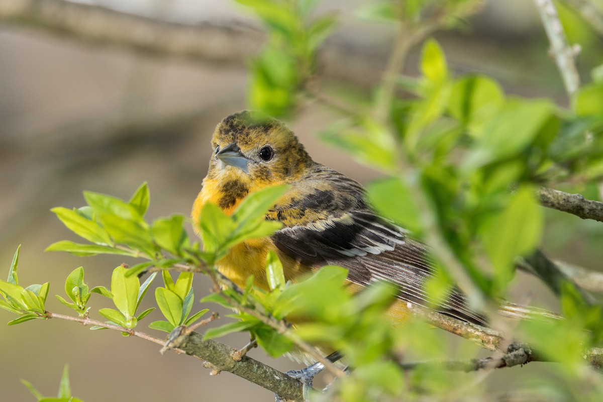 Orchard Oriole - Ric mcarthur