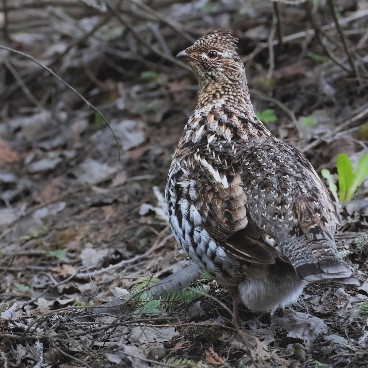Ruffed Grouse - ML618790001