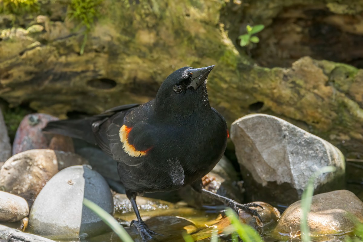 Red-winged Blackbird - Ric mcarthur