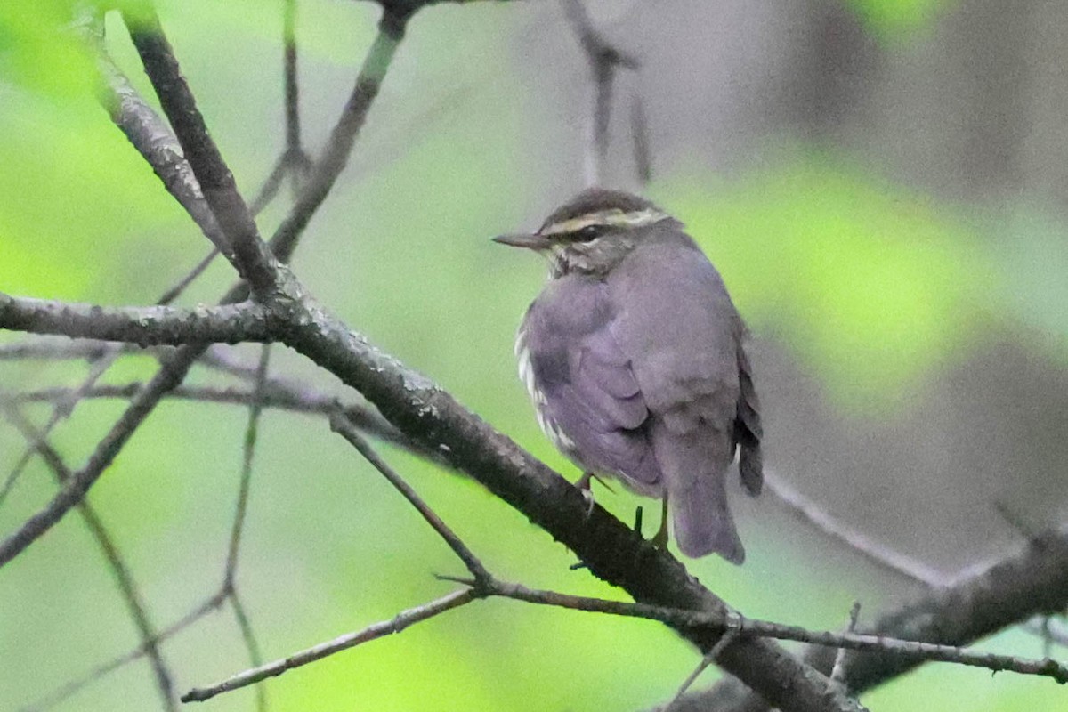 Northern Waterthrush - ML618790014