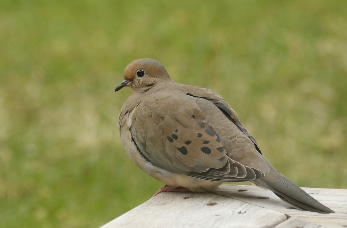 Mourning Dove - ML618790015