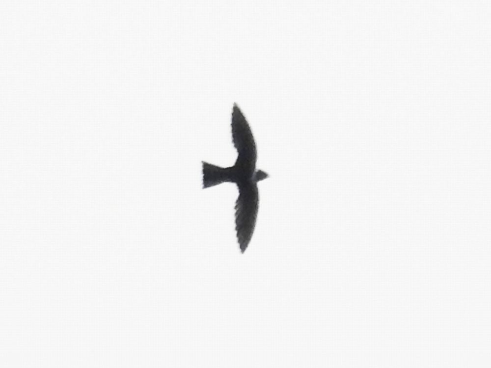 White-collared Swift - Fernando Nunes