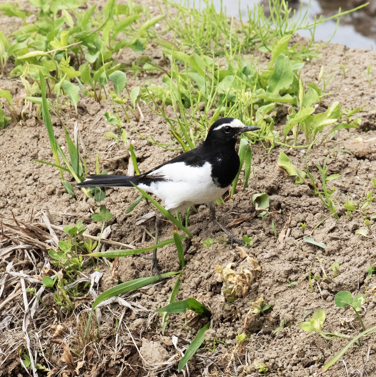 Japanese Wagtail - Gary Rosenberg