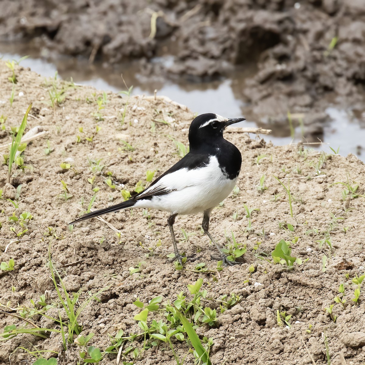 Japanese Wagtail - ML618790035