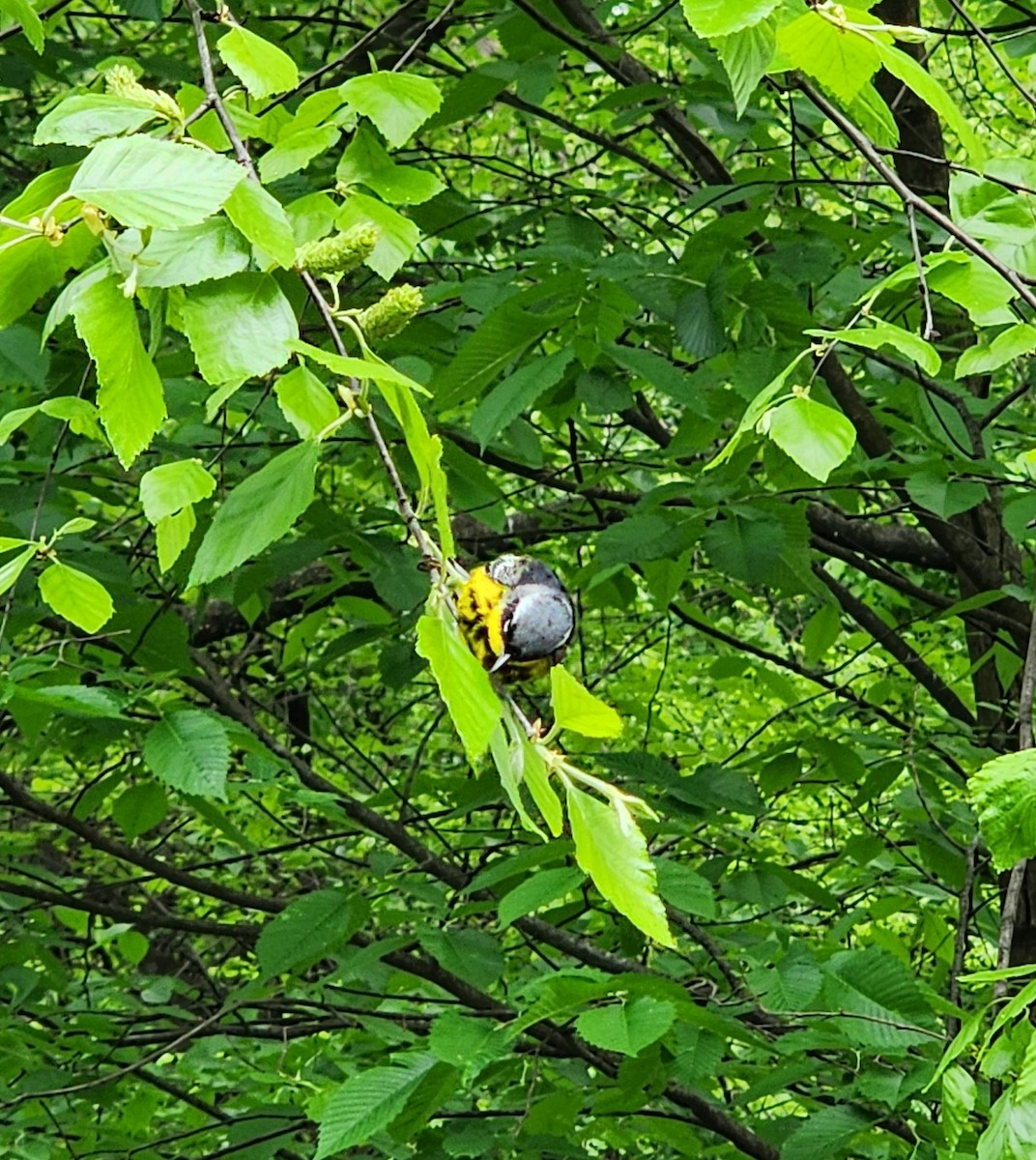 Magnolia Warbler - Kimberly Snaric