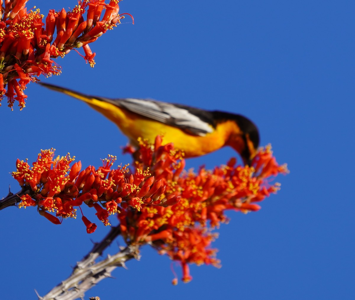 Bullock's Oriole - Phill and Lis Henry