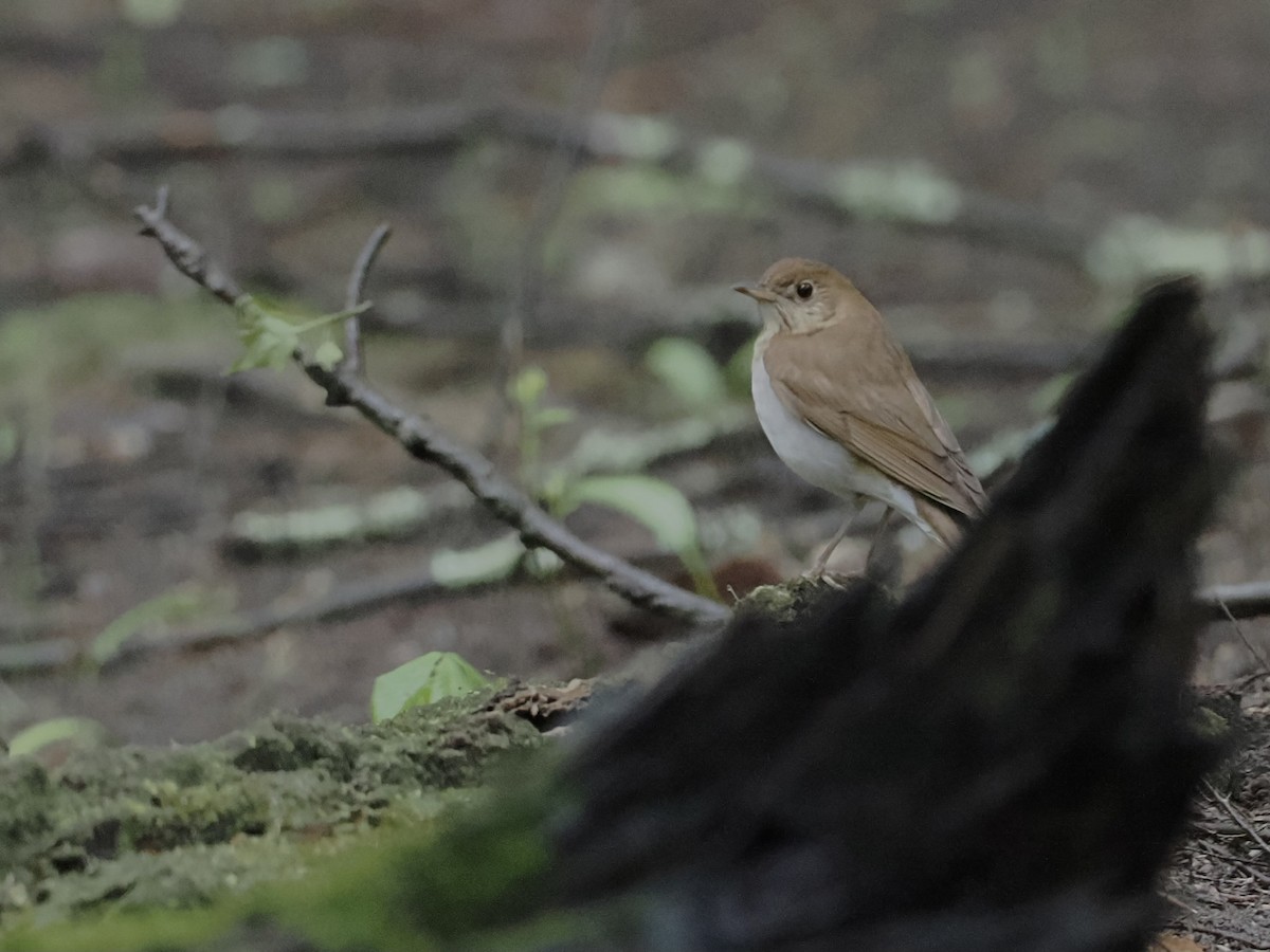 Swainson's Thrush - June Smith