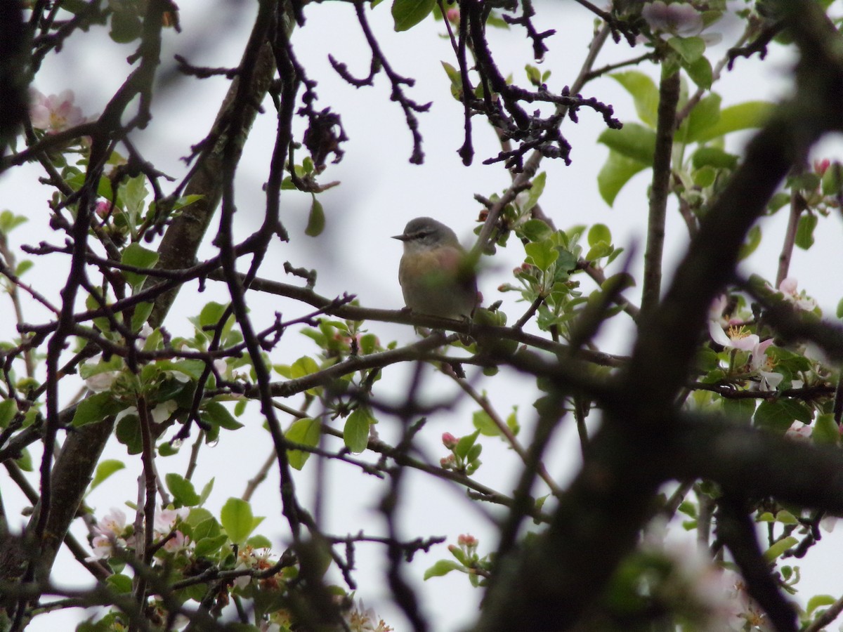 Tennessee Warbler - Cole Pecka