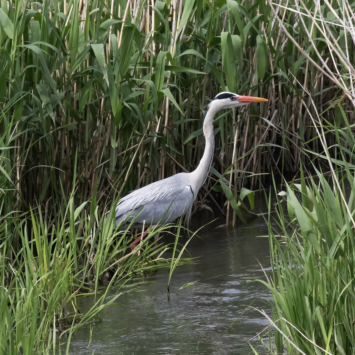 Gray Heron - ML618790073