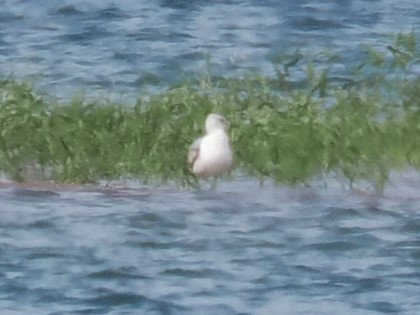 Ring-billed Gull - ML618790083