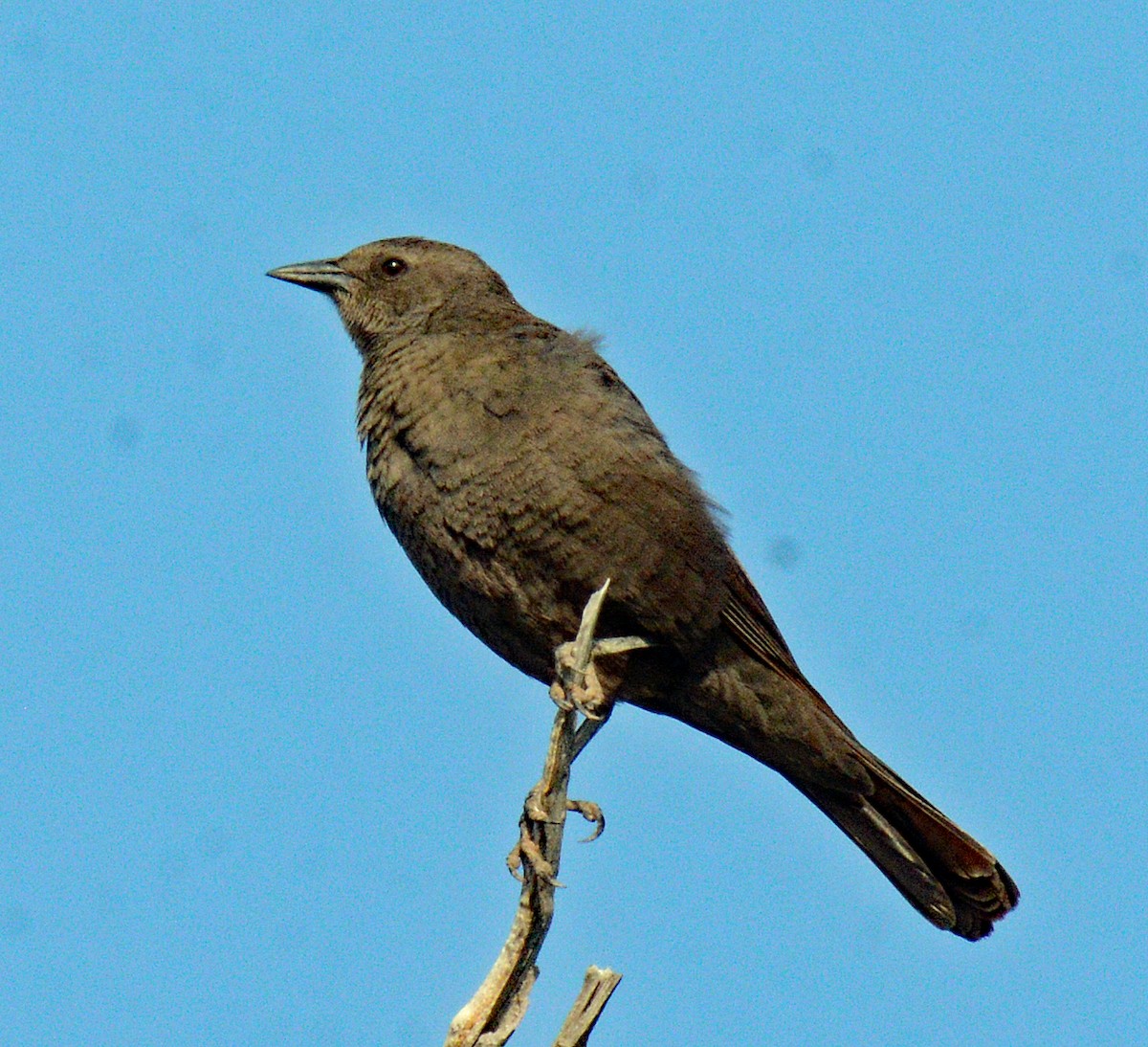 Brewer's Blackbird - Michael J Good