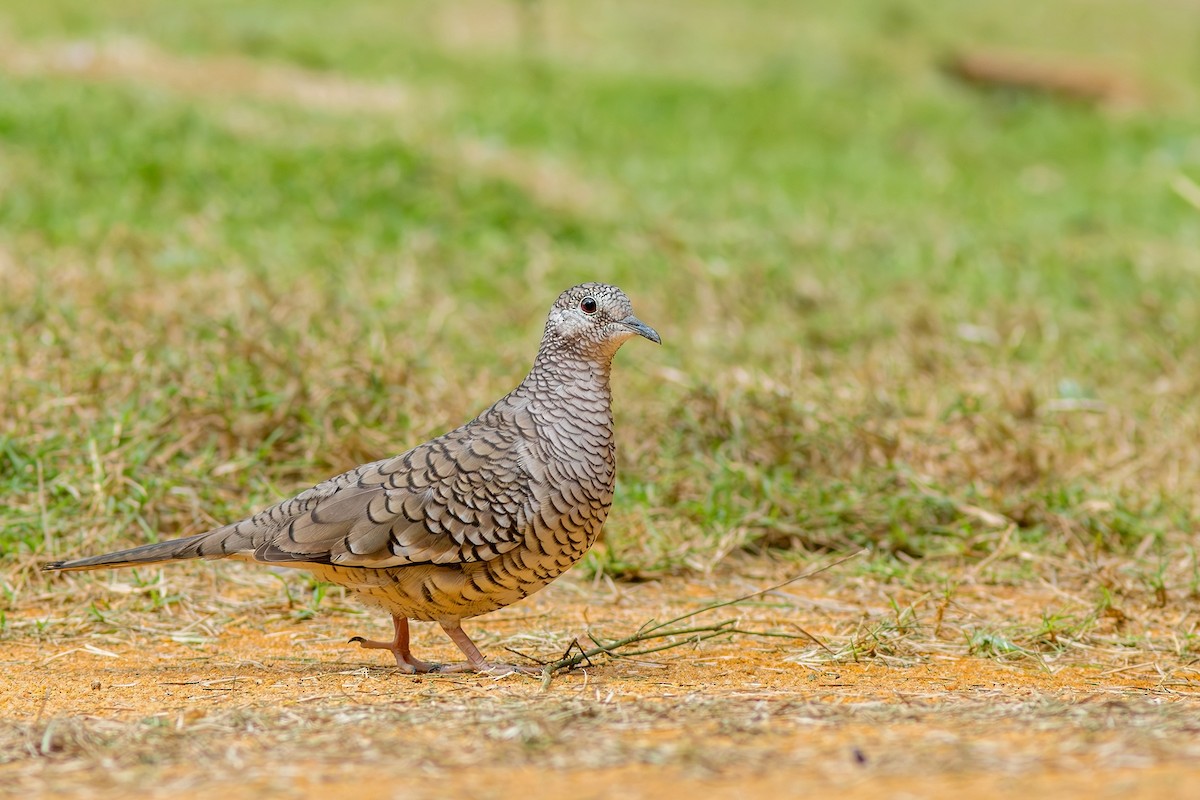 Scaled Dove - ML618790111