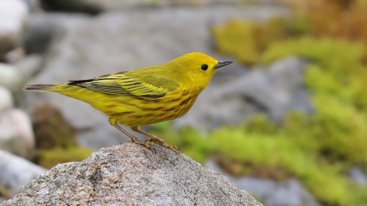 Yellow Warbler - Brenda Bull