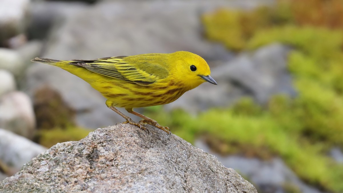 Yellow Warbler - Brenda Bull