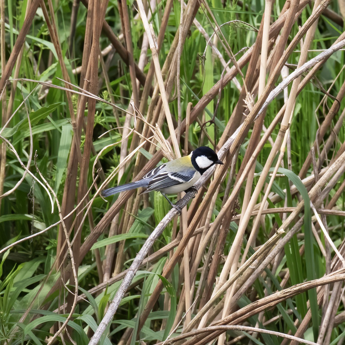 Japanese Tit - ML618790138