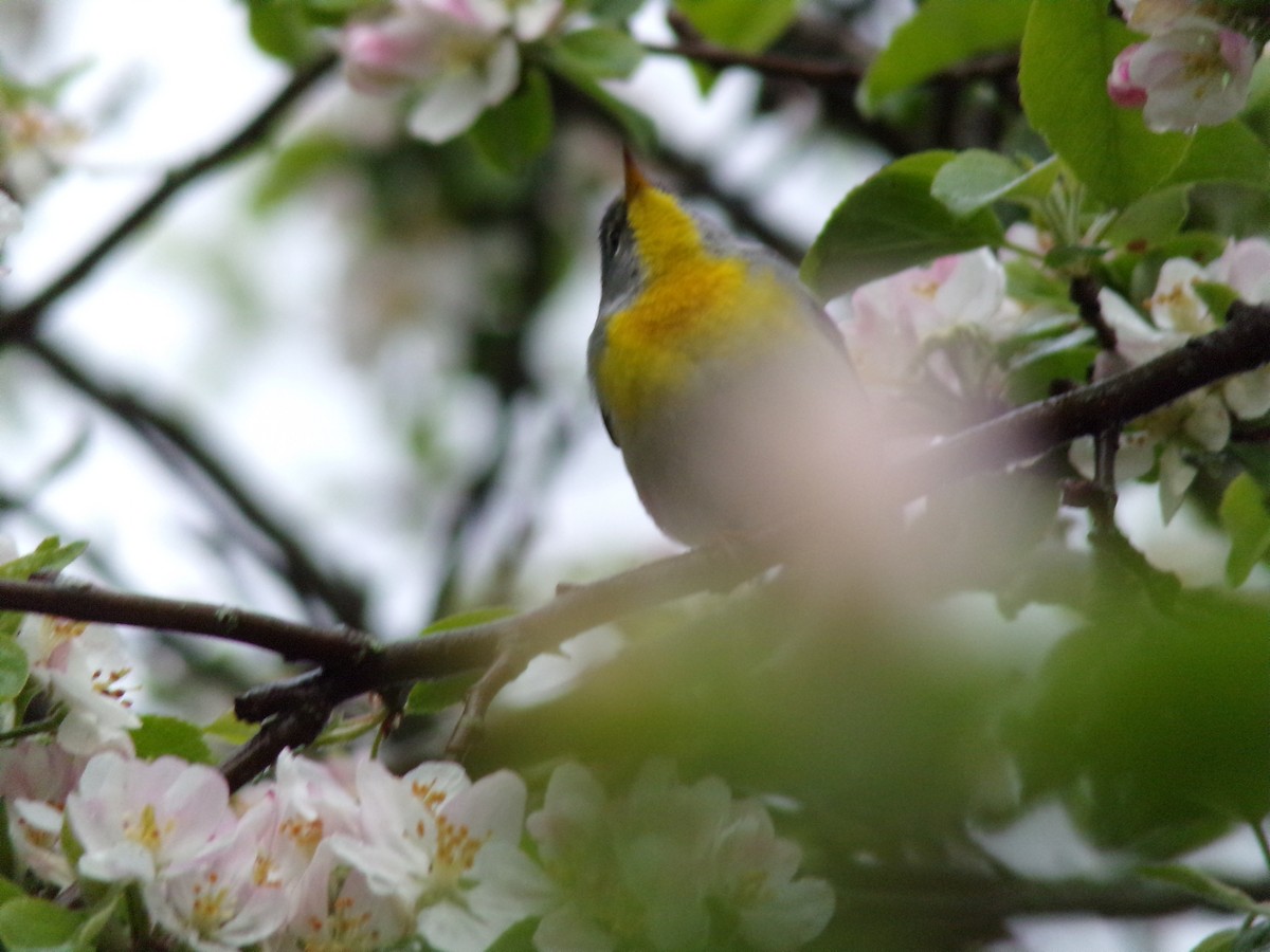 Northern Parula - Cole Pecka