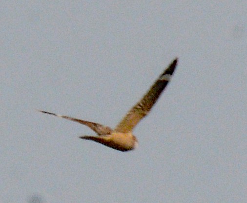 Lesser Nighthawk - Michael J Good