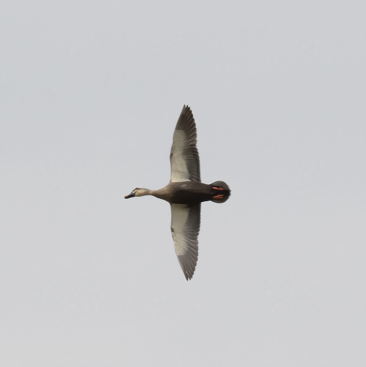 Eastern Spot-billed Duck - ML618790155