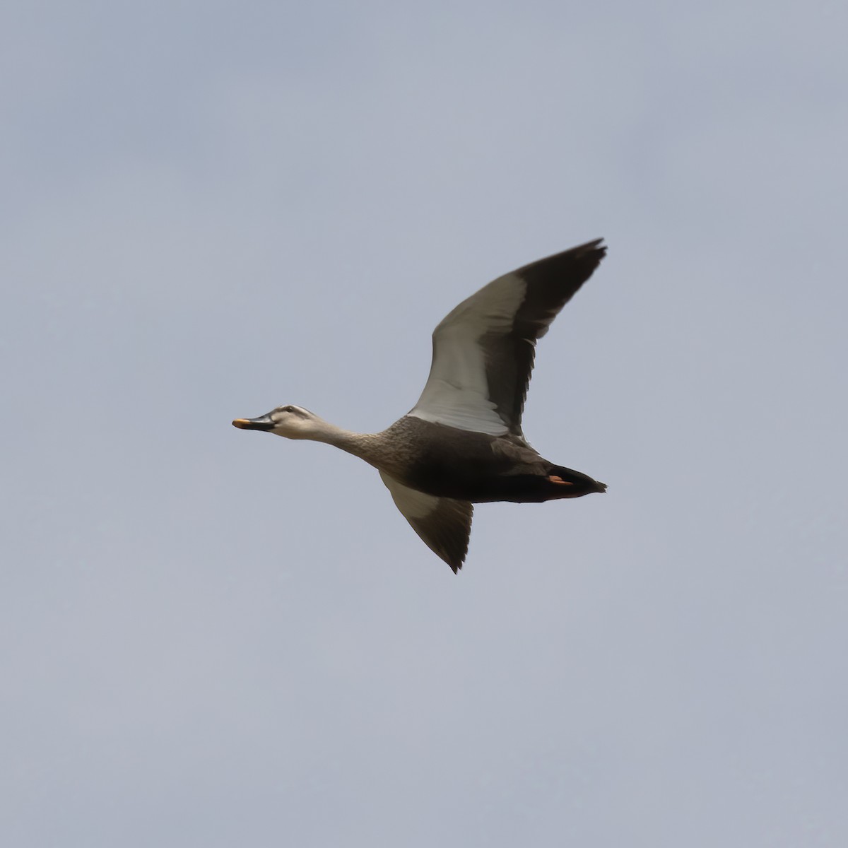 Eastern Spot-billed Duck - ML618790156