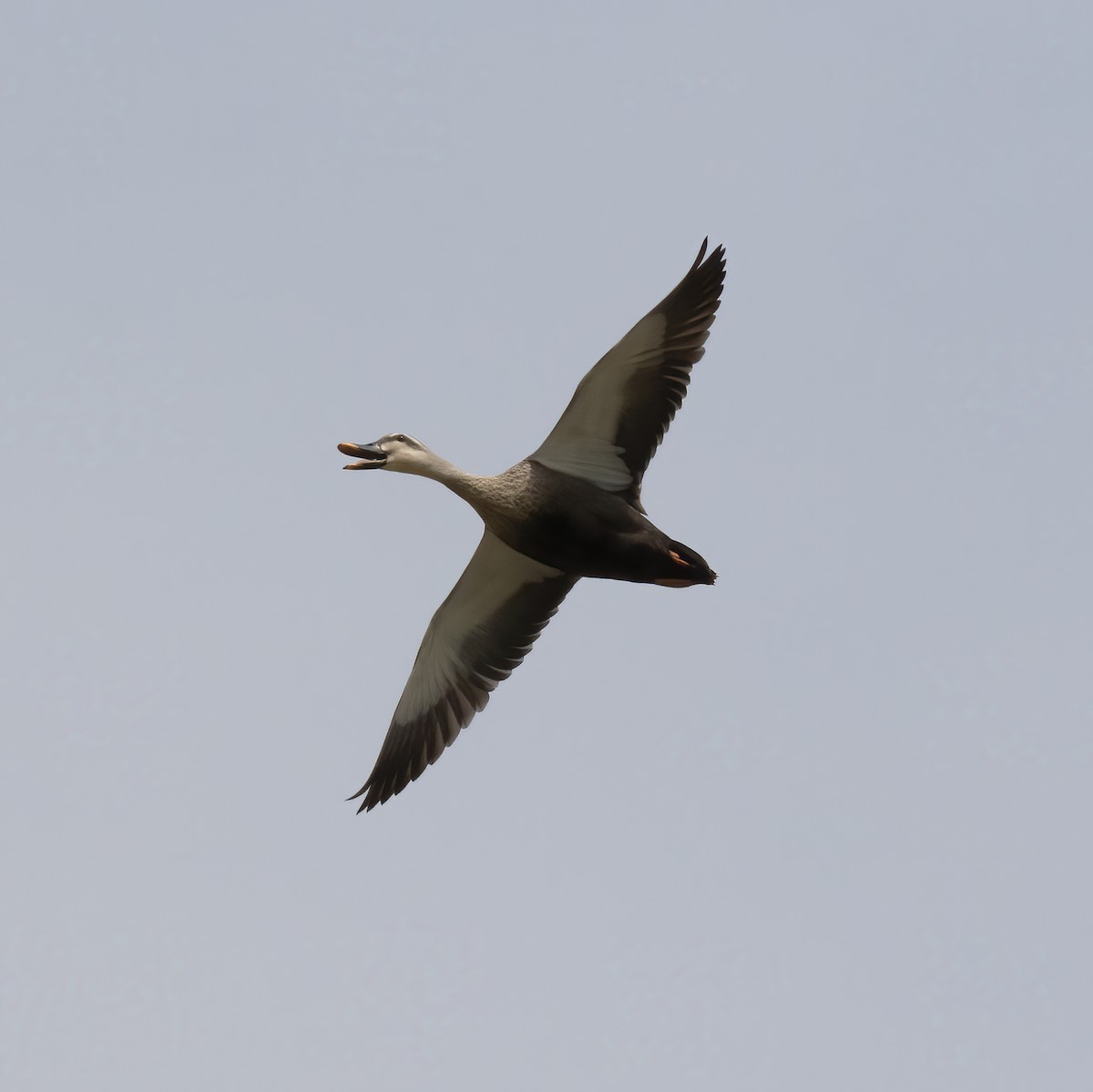 Eastern Spot-billed Duck - ML618790157