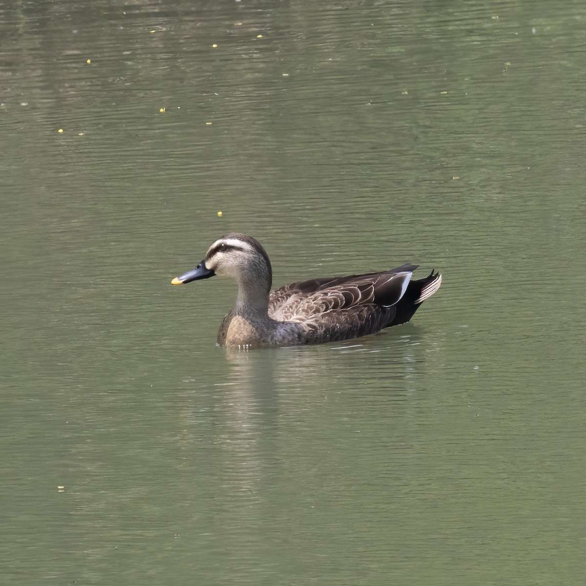 Eastern Spot-billed Duck - ML618790158