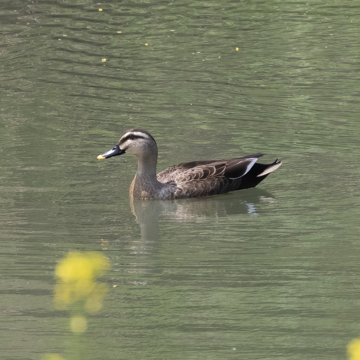 Eastern Spot-billed Duck - ML618790159