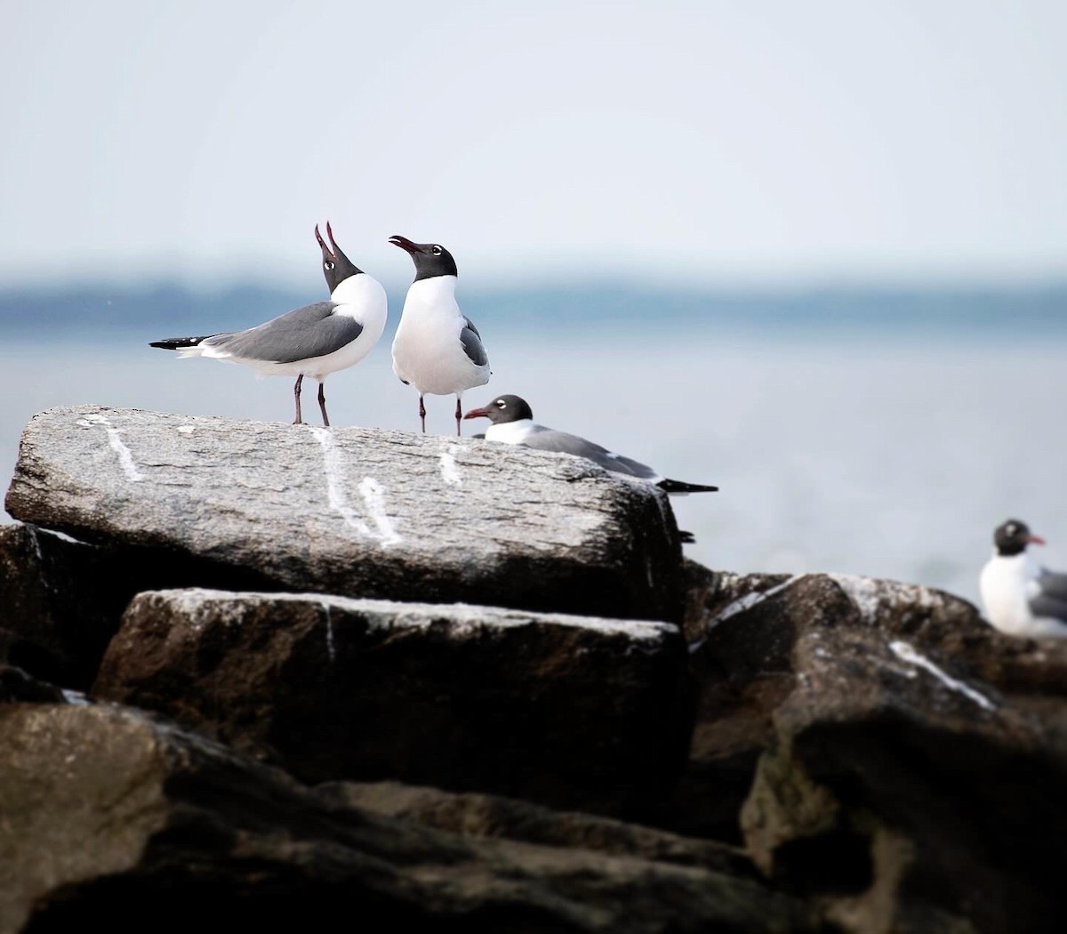 Laughing Gull - Jessica Coker