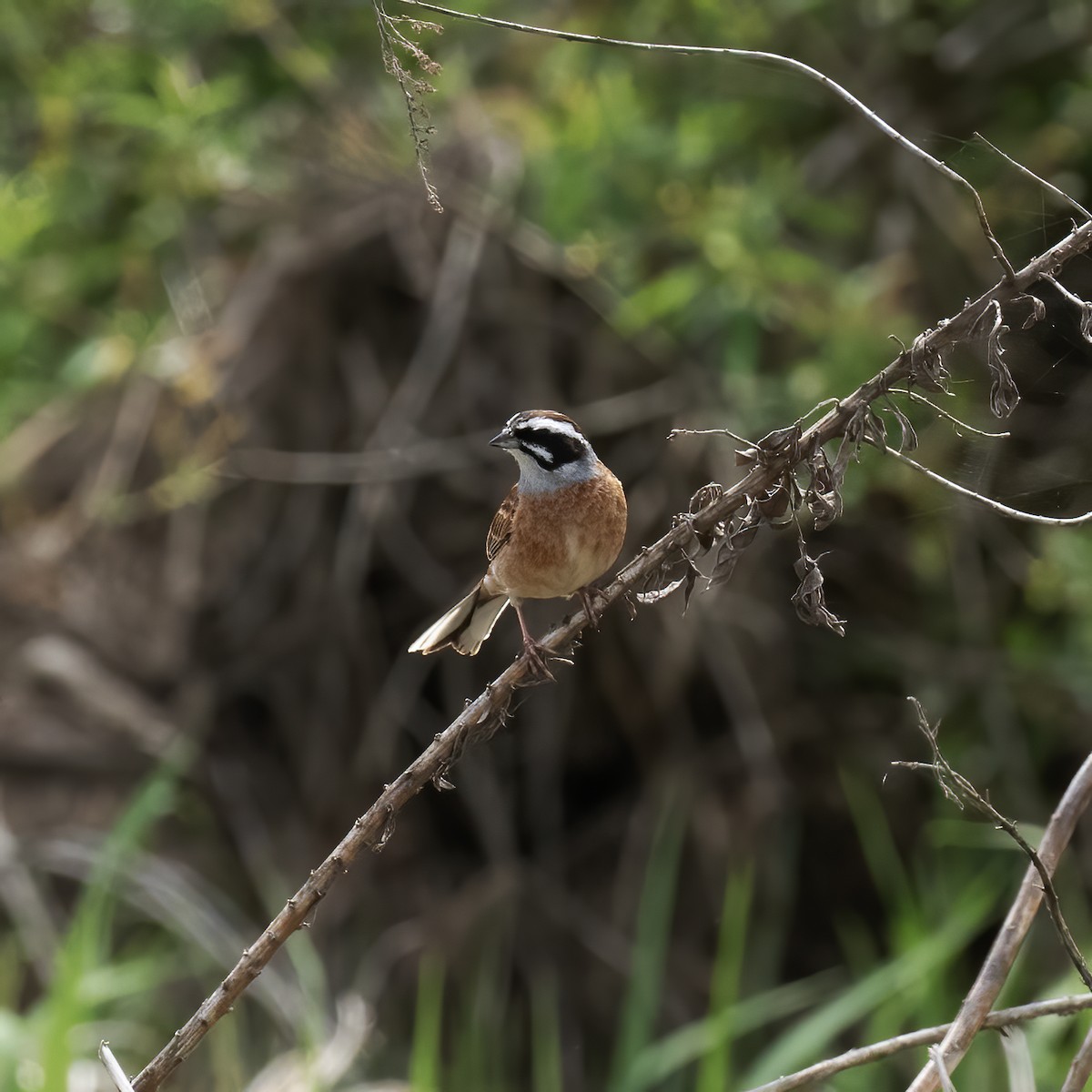 Meadow Bunting - ML618790173