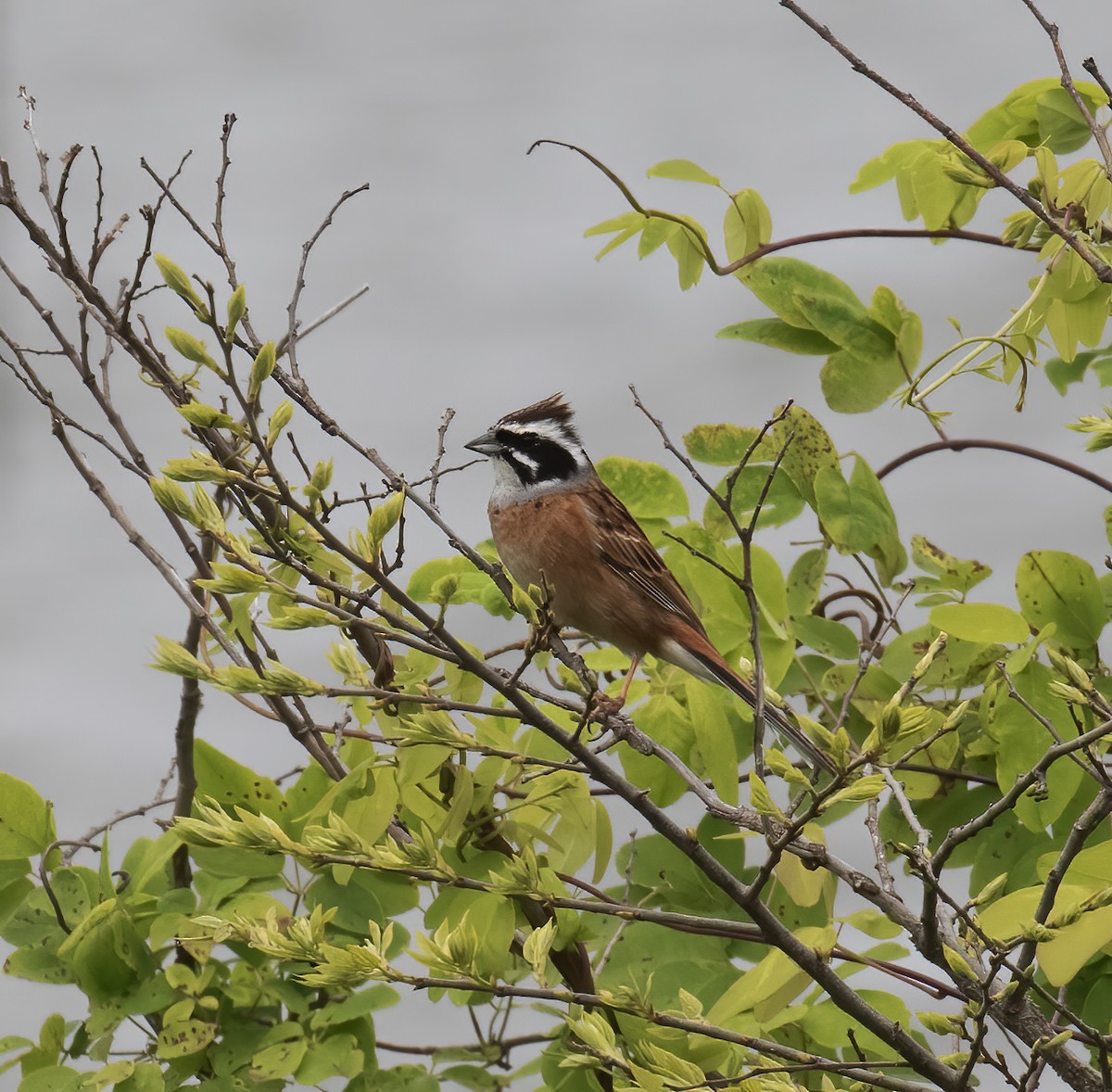 Meadow Bunting - ML618790175