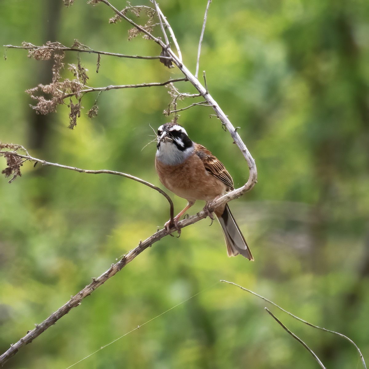 Meadow Bunting - ML618790177