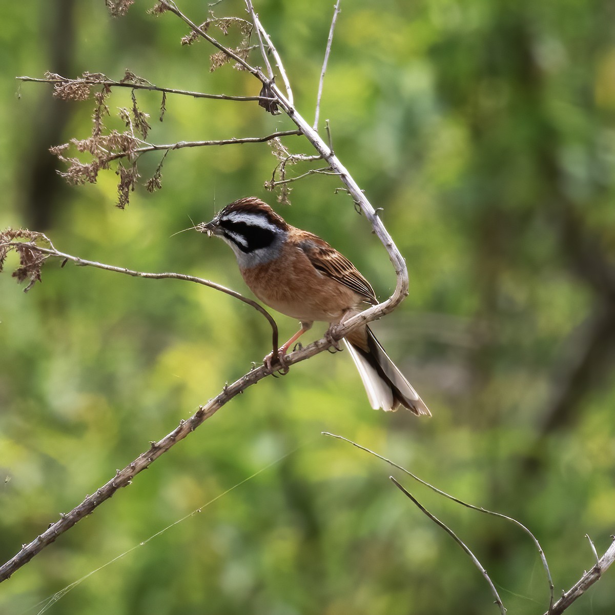 Meadow Bunting - Gary Rosenberg