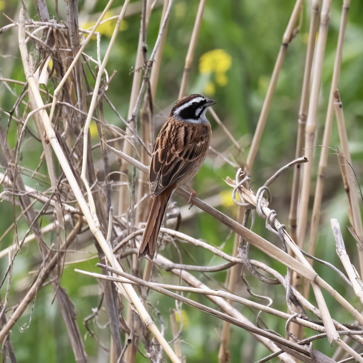 Meadow Bunting - ML618790179