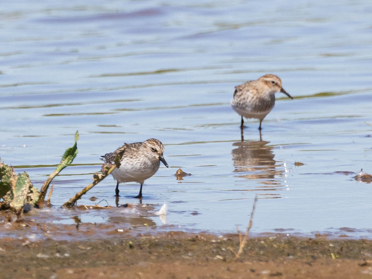 Semipalmated Sandpiper - Andy DeBroux