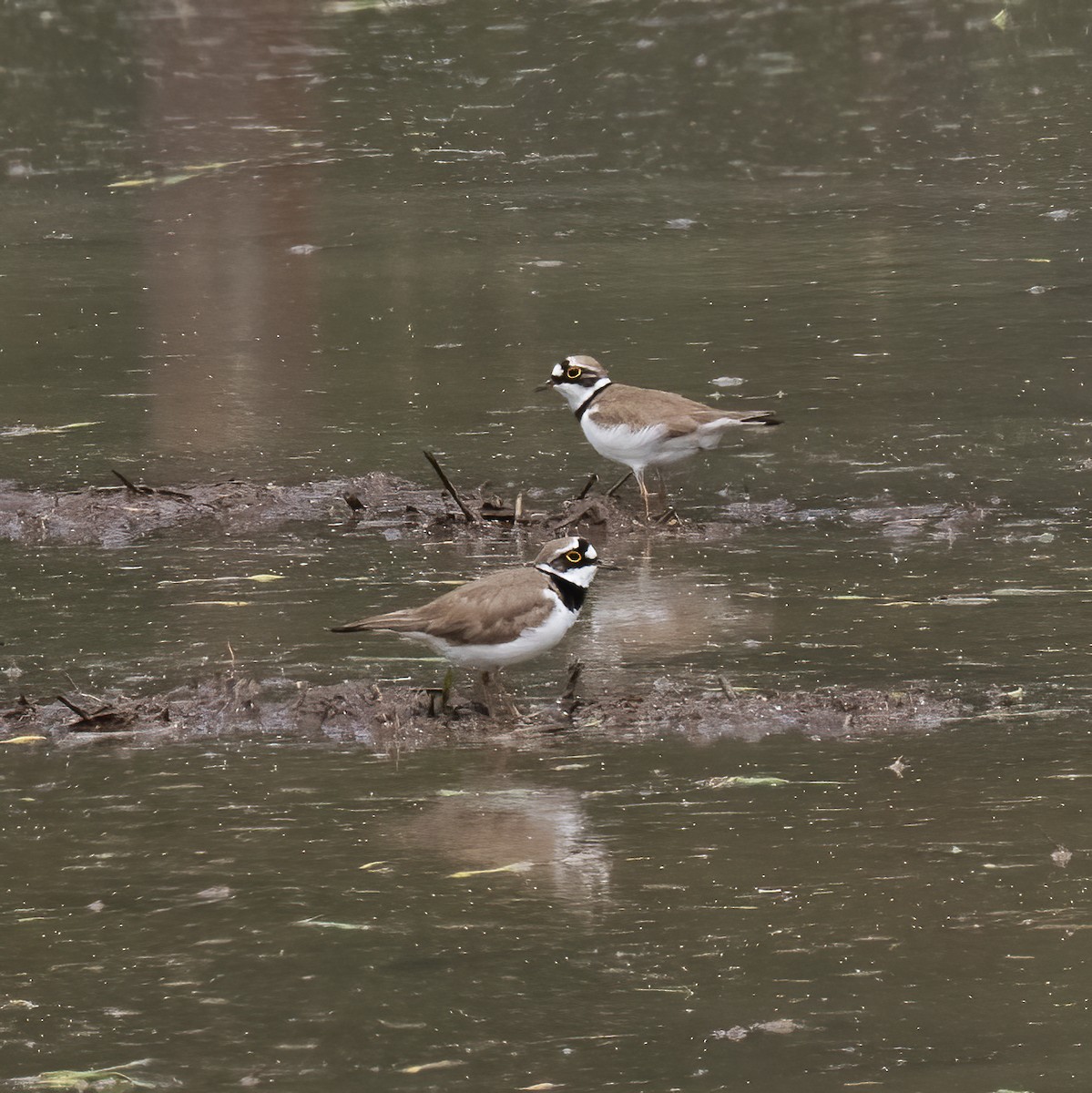 Little Ringed Plover - ML618790189