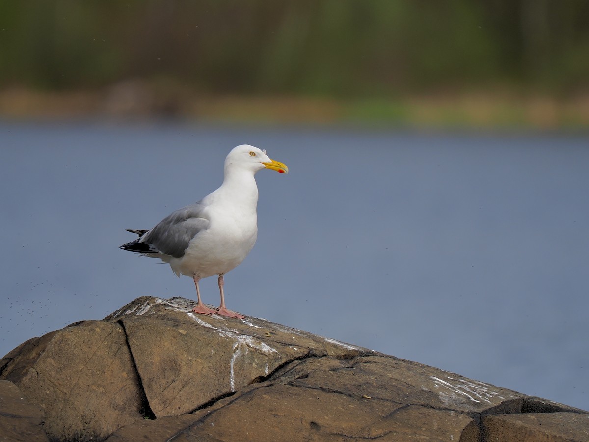 Gaviota Argéntea - ML618790191