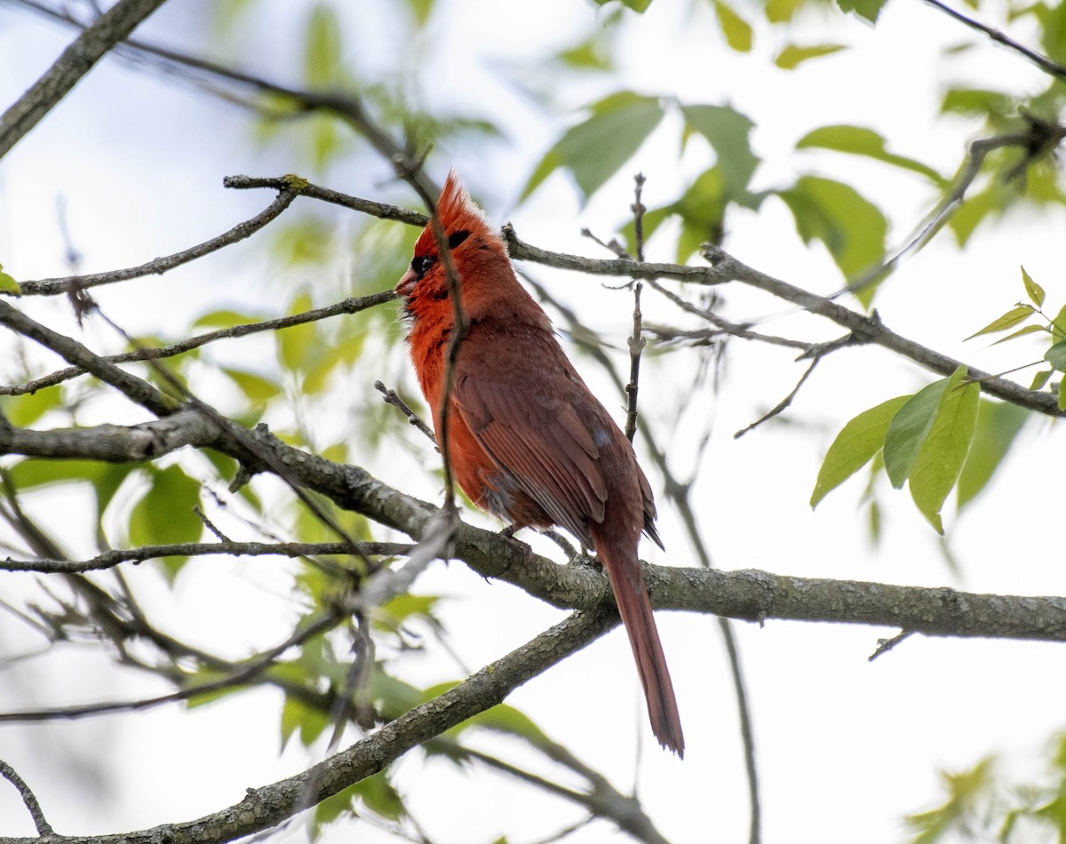 Northern Cardinal - Estela Quintero-Weldon