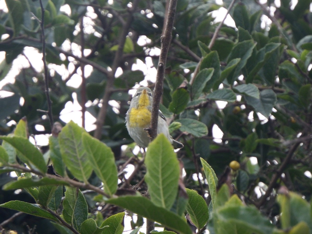 Northern Parula - Maria Cobarruvias