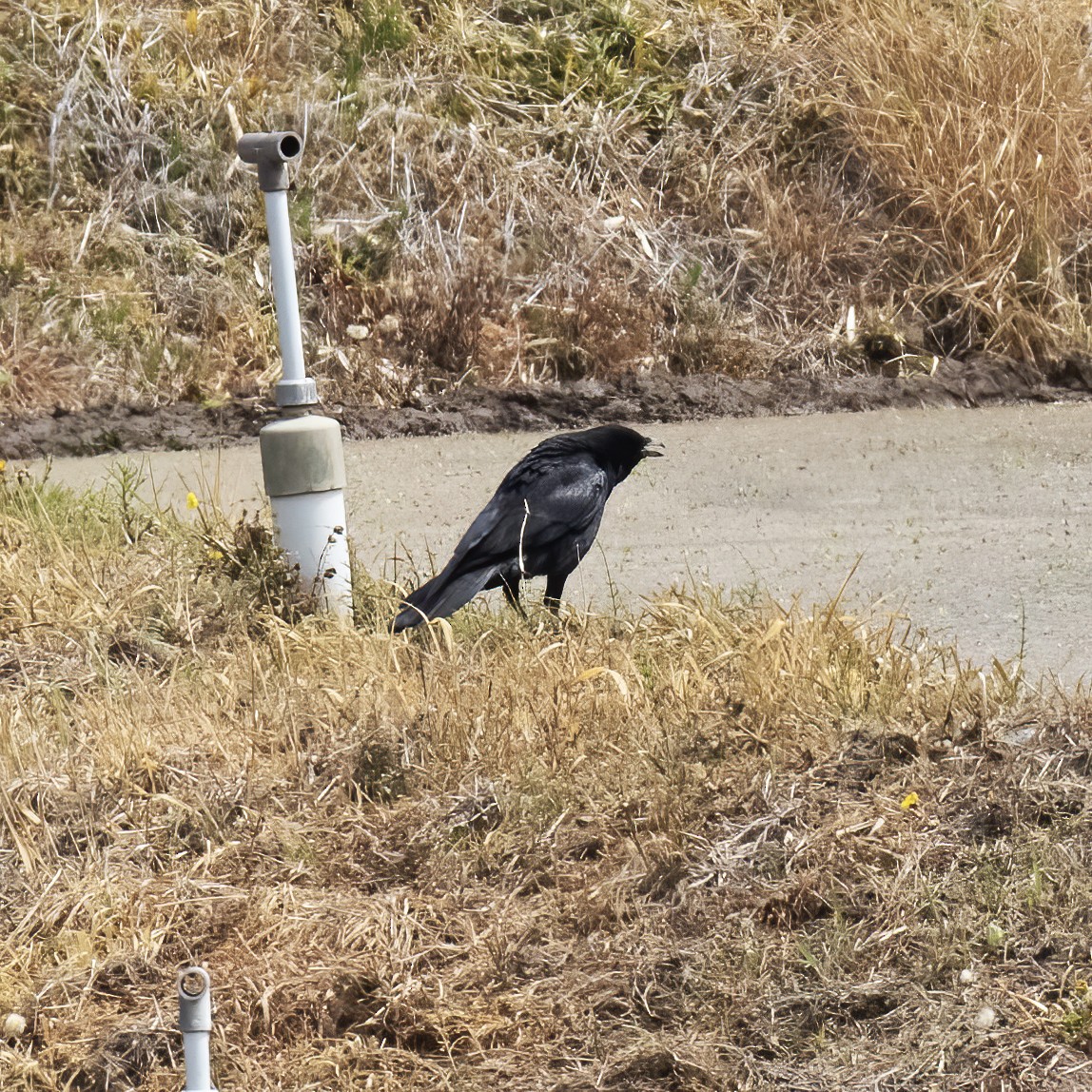 Carrion Crow - ML618790205