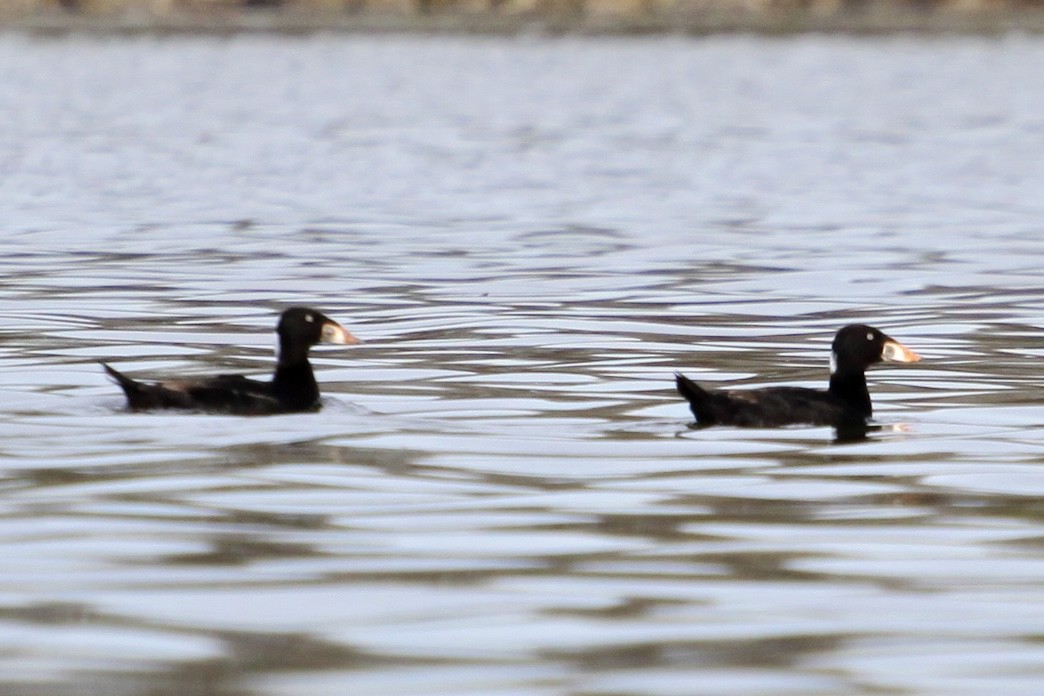 Surf Scoter - ML618790210