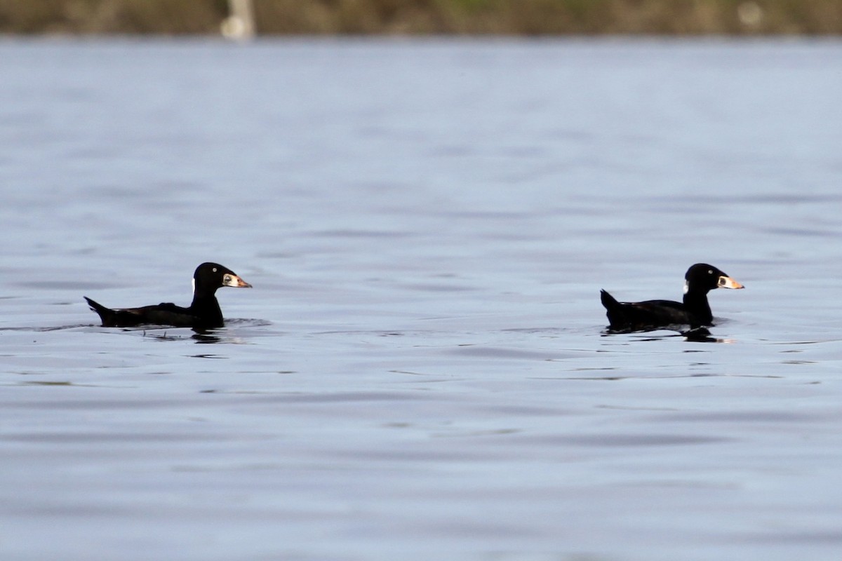 Surf Scoter - ML618790211