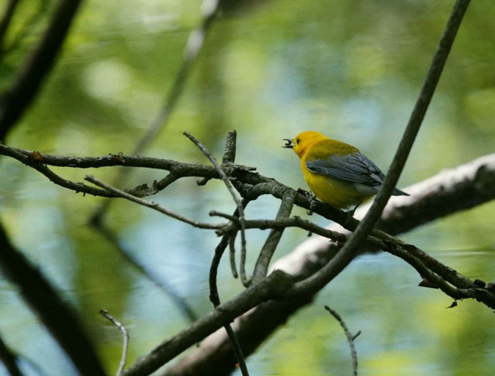 Prothonotary Warbler - ML618790215