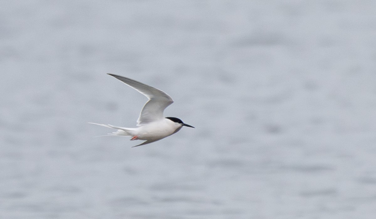 Roseate Tern - Jay McGowan