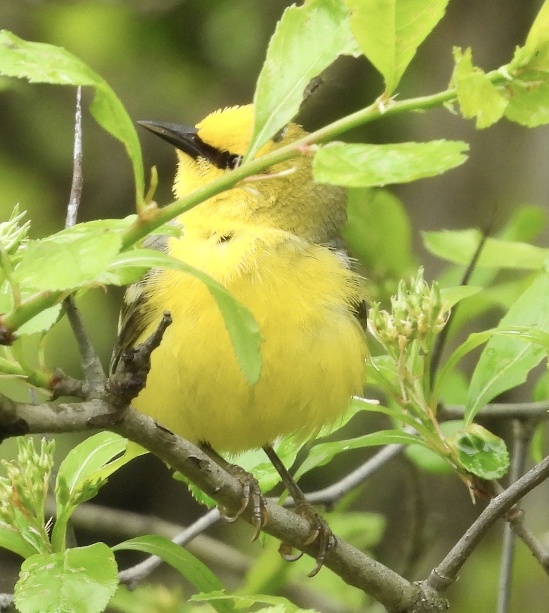 Blue-winged Warbler - Stella Miller