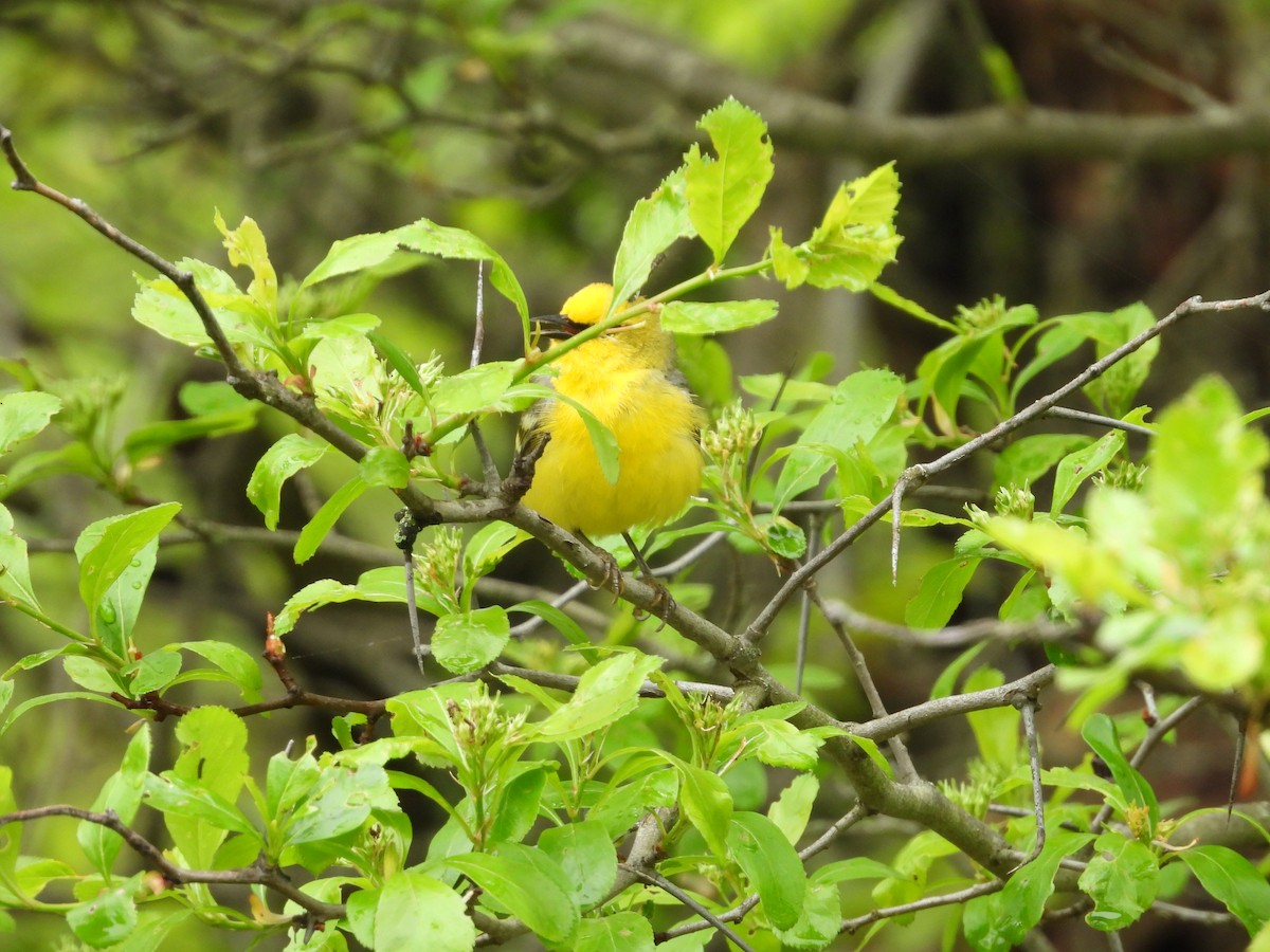 Blue-winged Warbler - Stella Miller