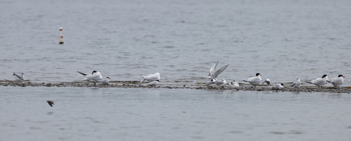 Roseate Tern - Jay McGowan