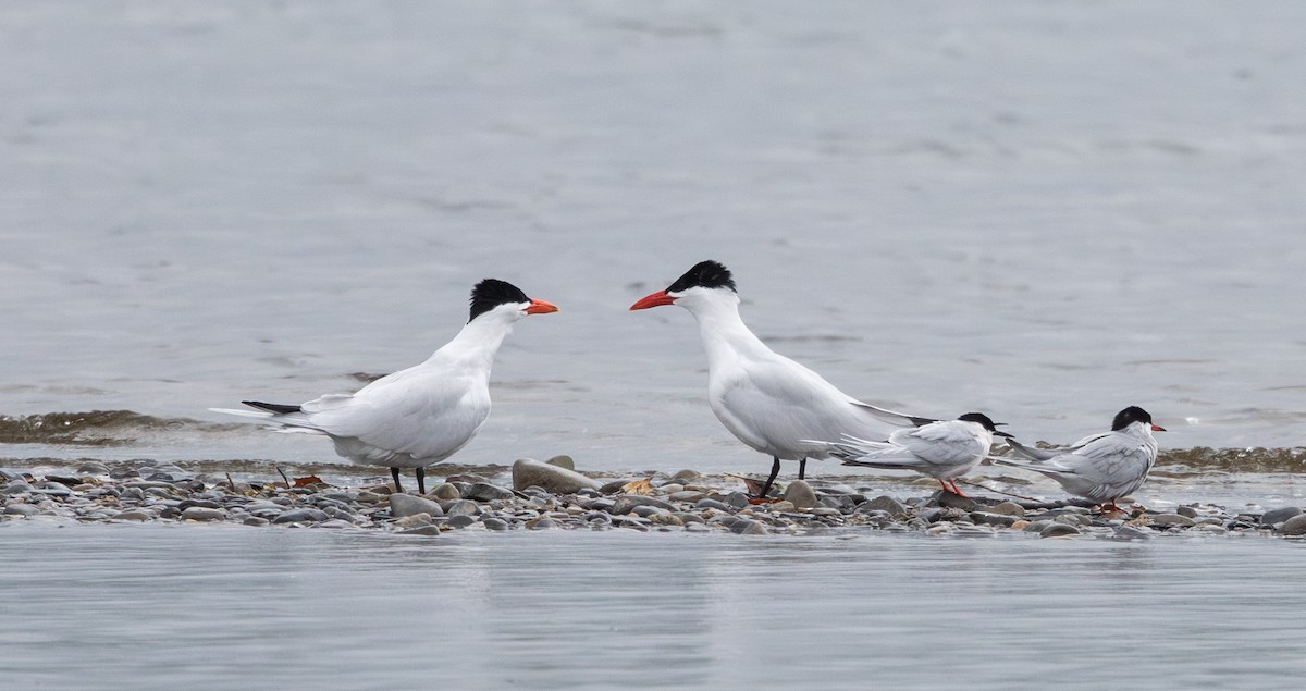 Caspian Tern - Jay McGowan