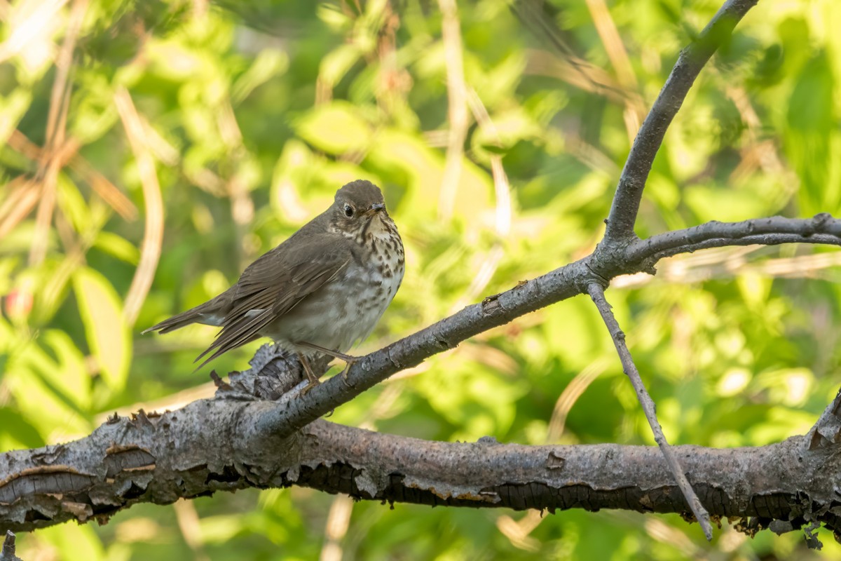 Swainson's Thrush - Ric mcarthur