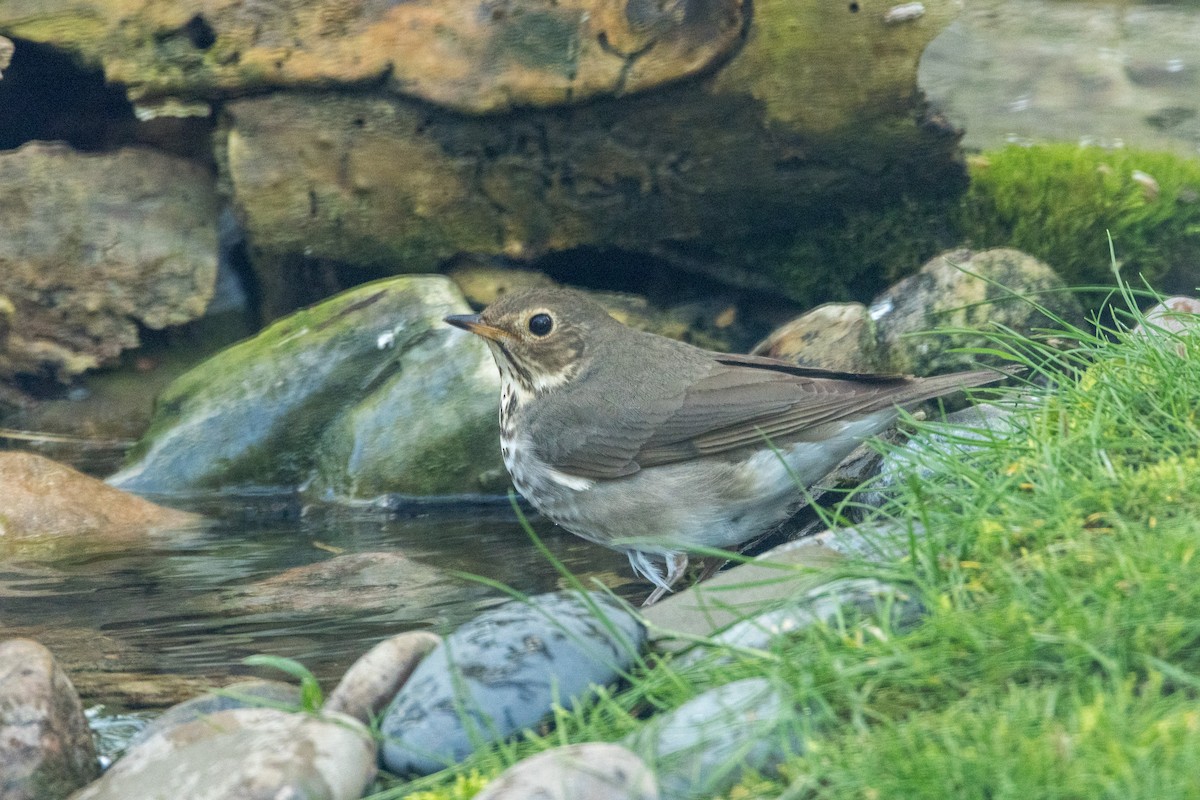 Swainson's Thrush - Ric mcarthur